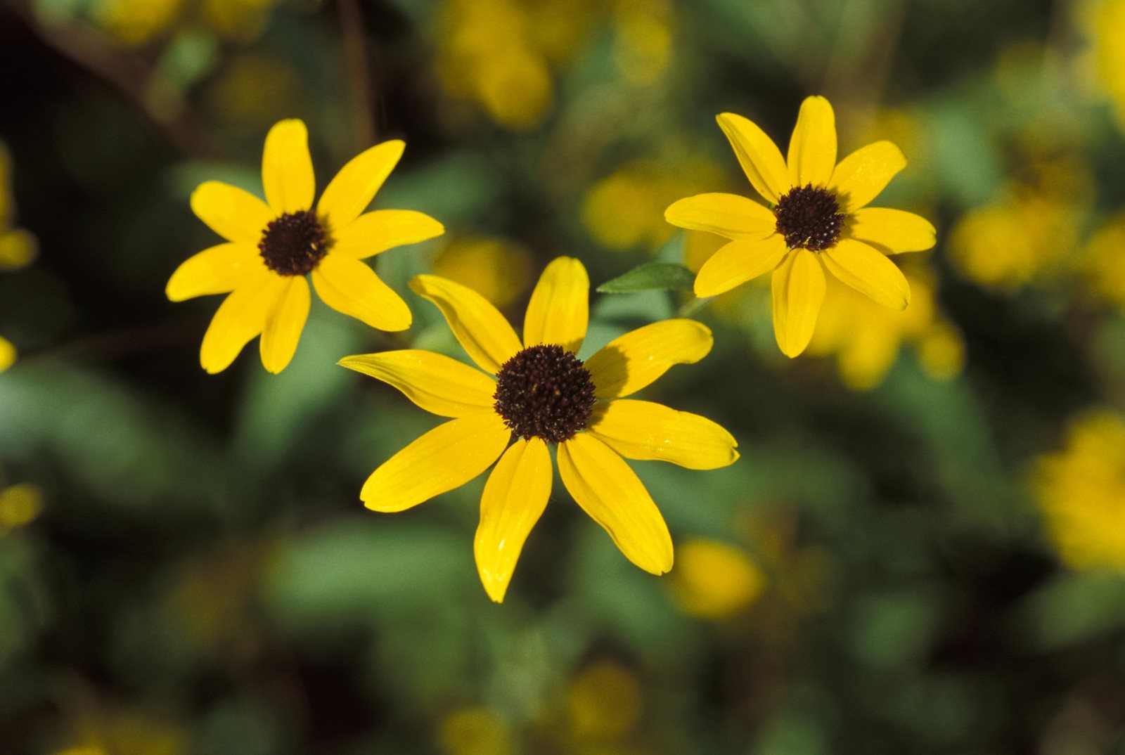 Black-eyed-Susan_16.jpg